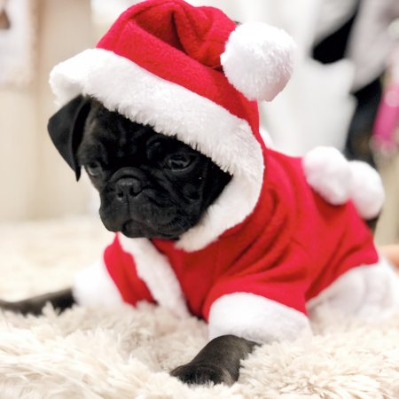 hunde weihnachtsmantel mit ponpon