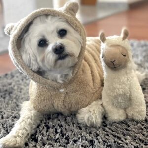 hoodie teddy in love beige