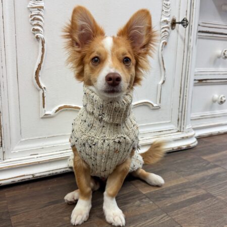 alqo wasi hundepullover sparkly elfenbein