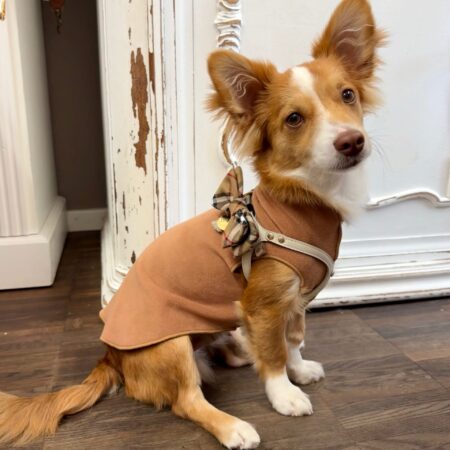 goldpaw stretch fleece caramel