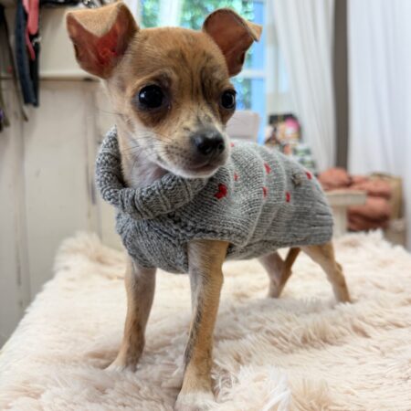 hunde cashmere grey mit roten herzen – 100 % cashmere