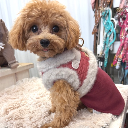 milk & pepper hundegeschirr snowflake coral rose